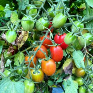 Organic grape tomatoes on the vine