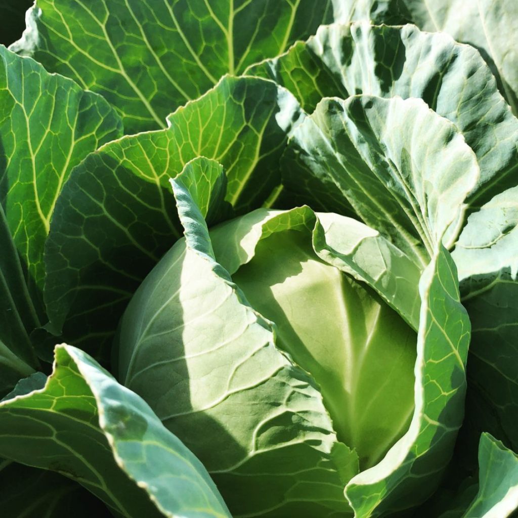 Organic cabbage in the field