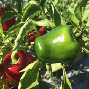 Organic green pepper on the vine