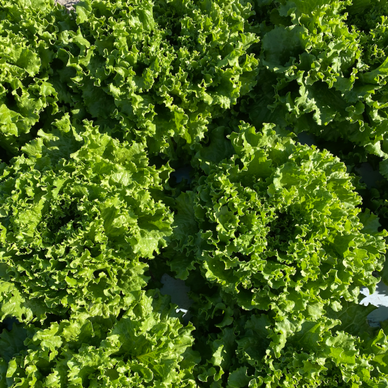 Green Leaf Lettuce
