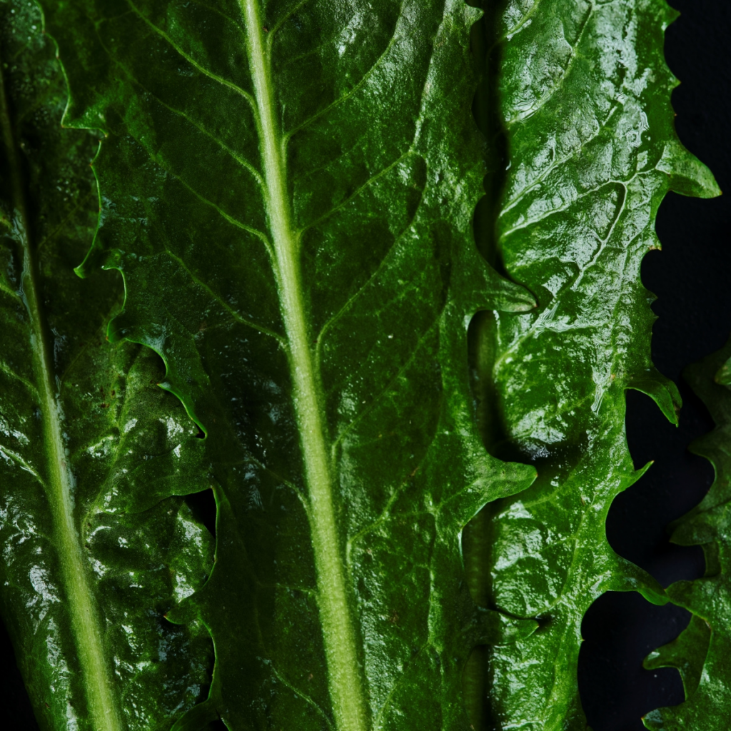 Organic Dandelion Greens